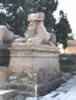 Sphinx criocéphale